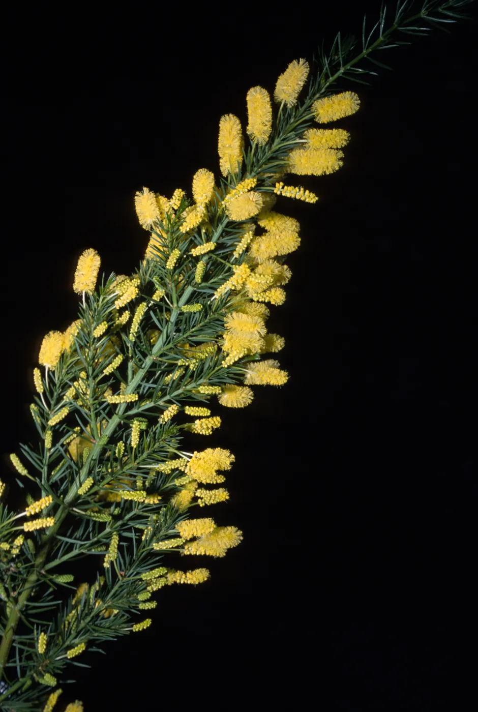 Acacia verticillata var. verticillata