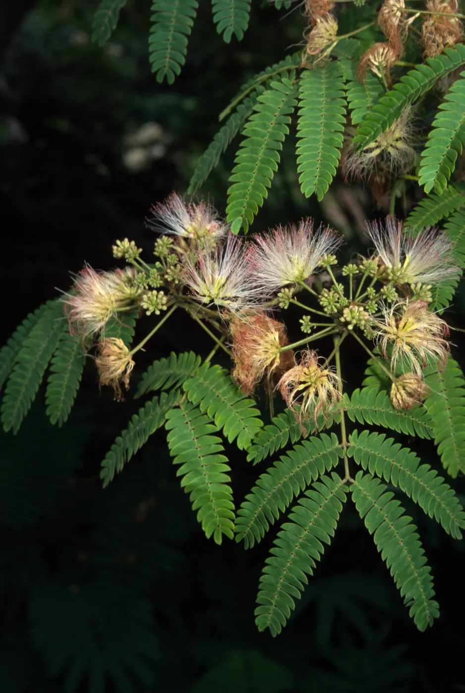 Albizia julibrissin