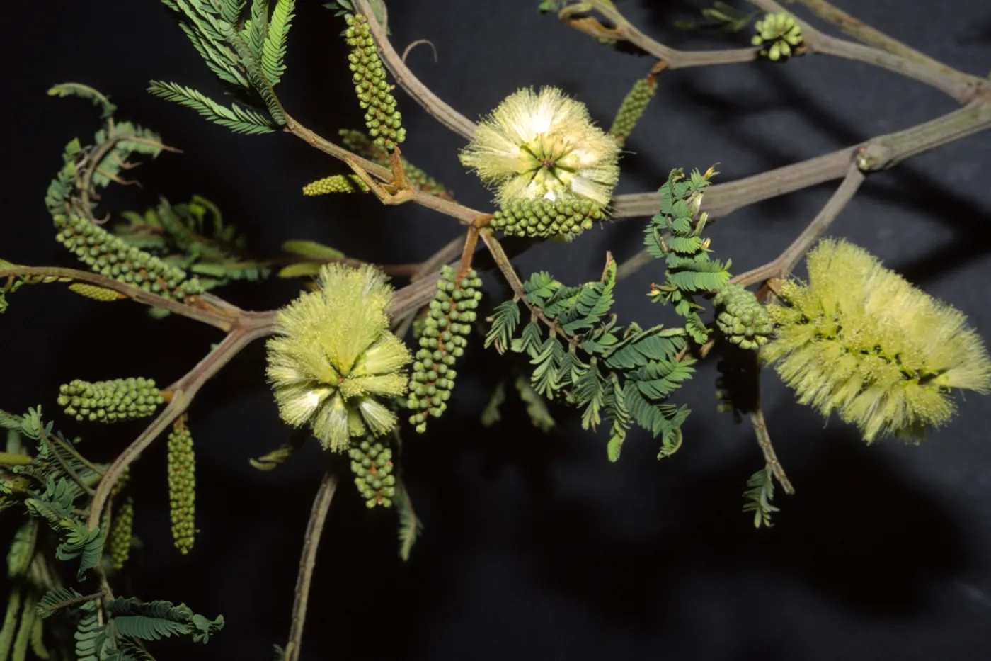 Albizia lophantha