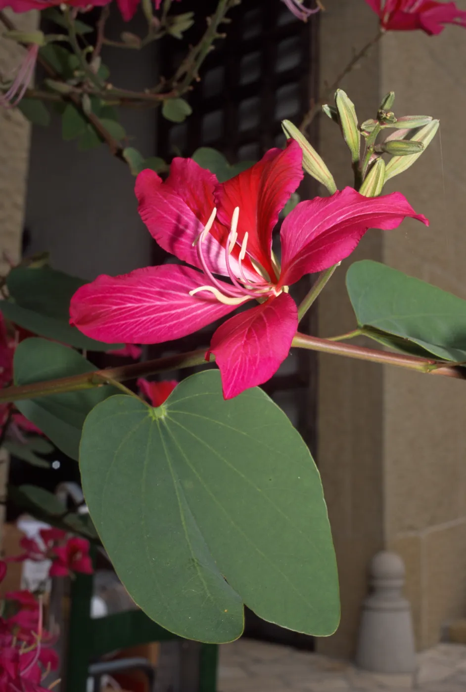 Bauhinia blakeana