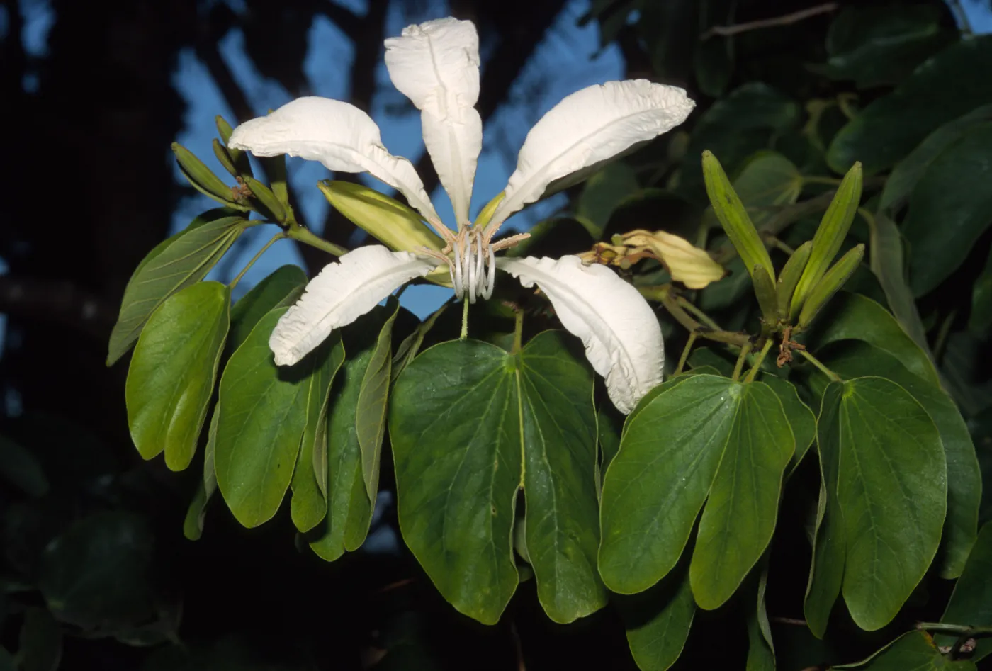Bauhinia forficata
