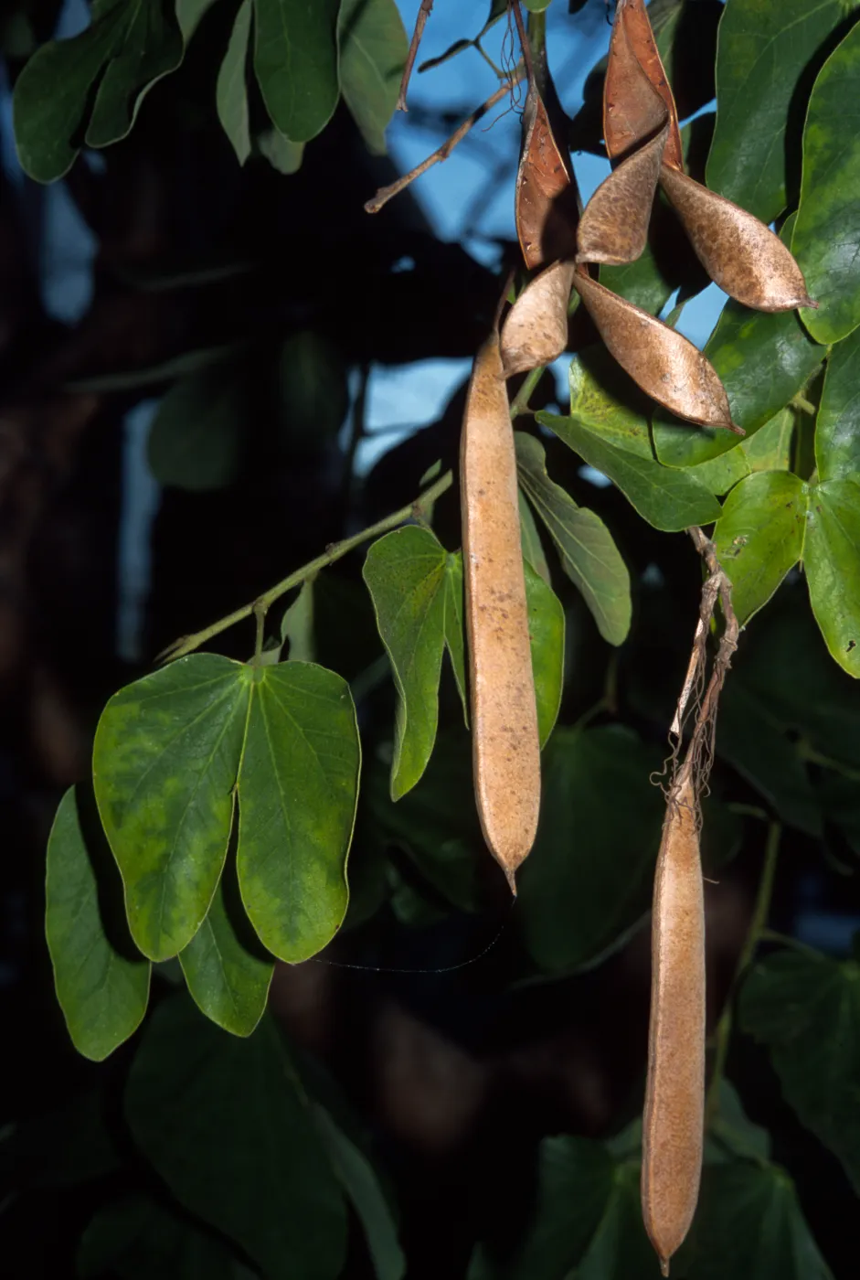 Bauhinia forficata