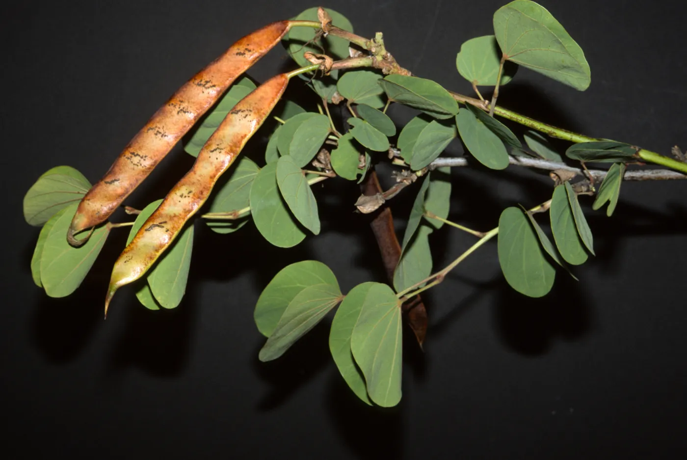 Bauhinia variegata