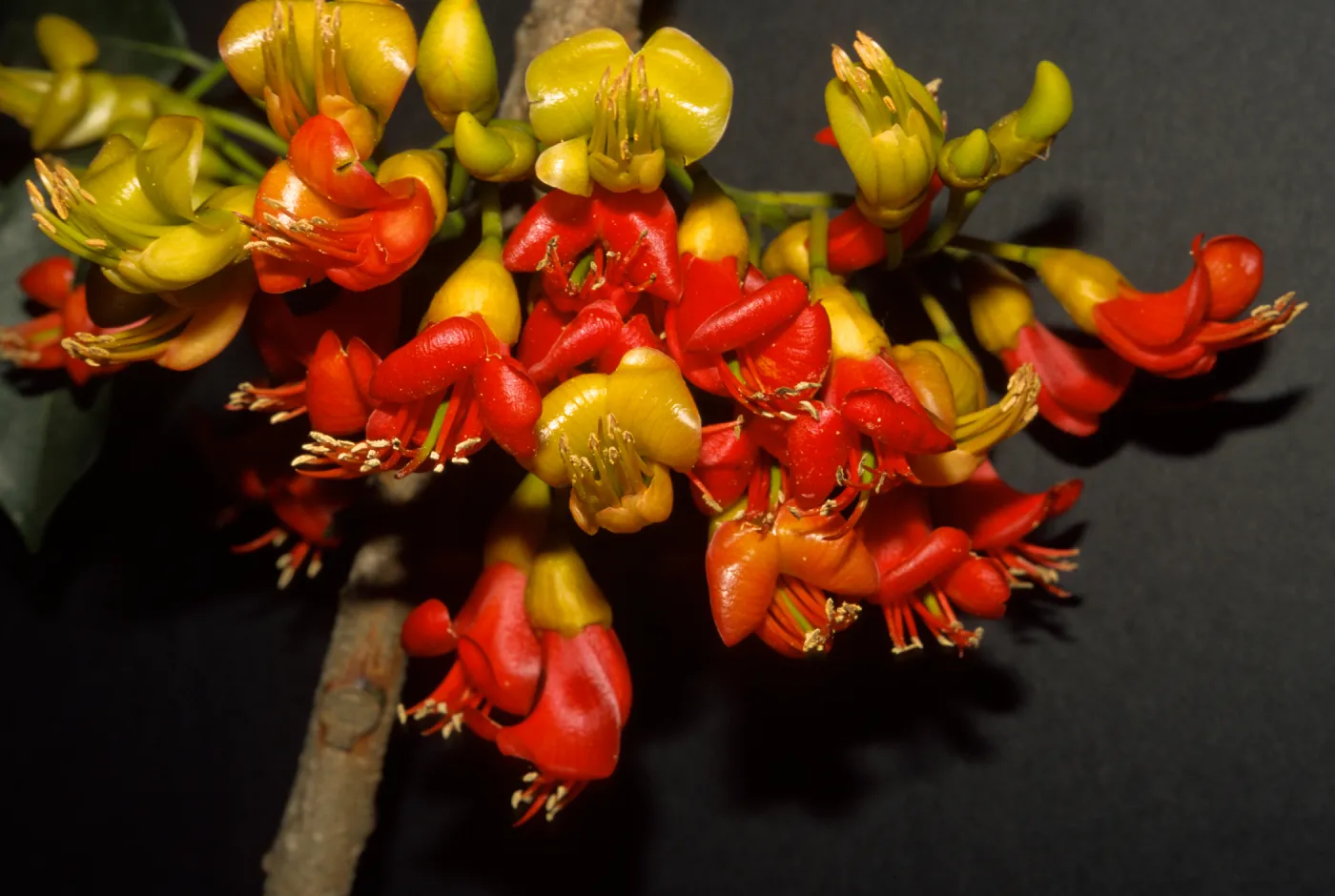Castanospermum australe