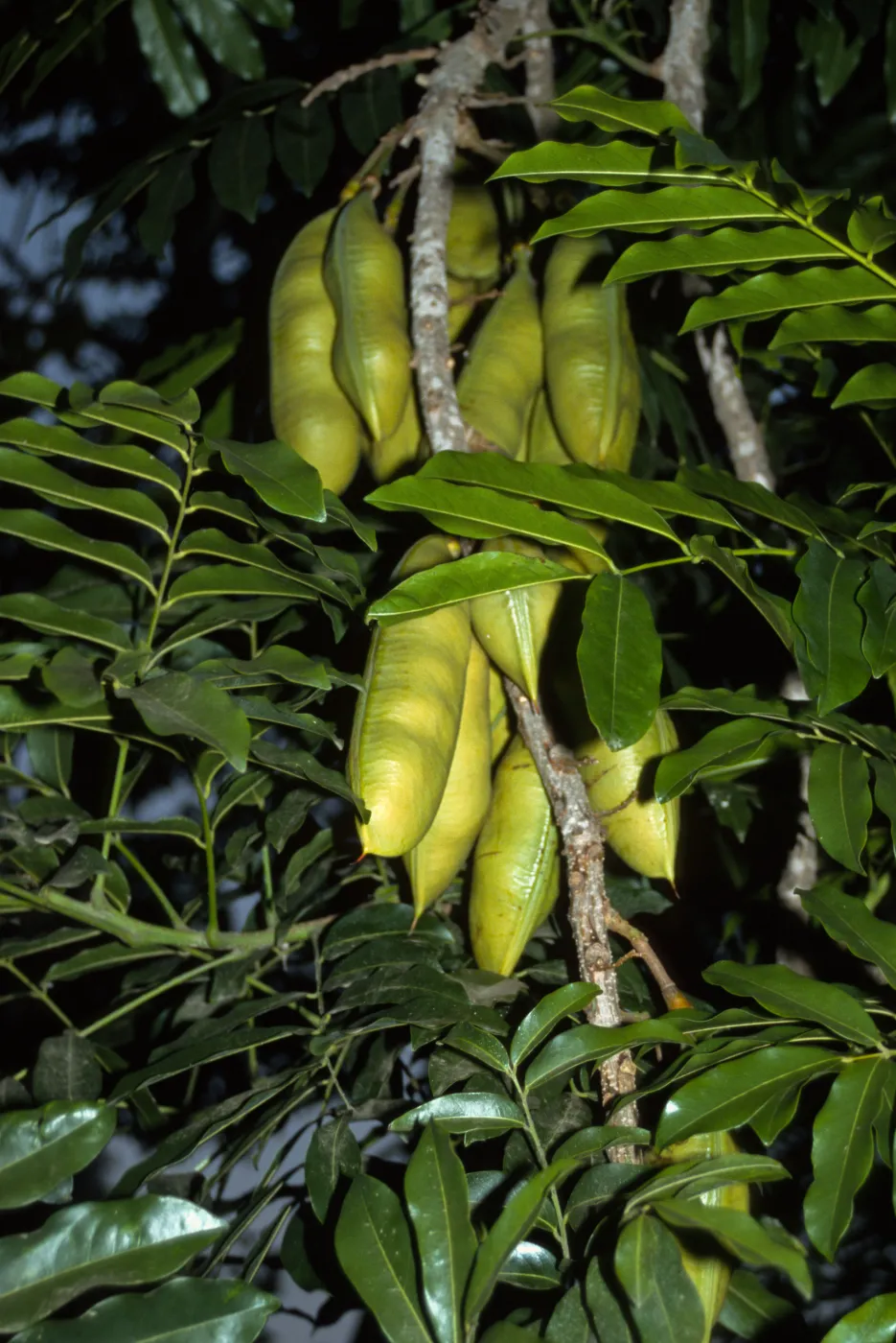 Castanospermum australe