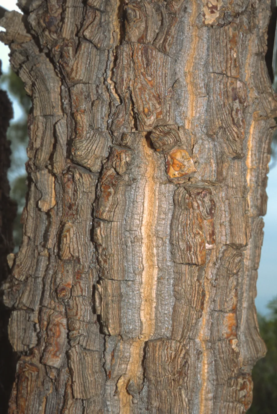 Erythrina abyssinica