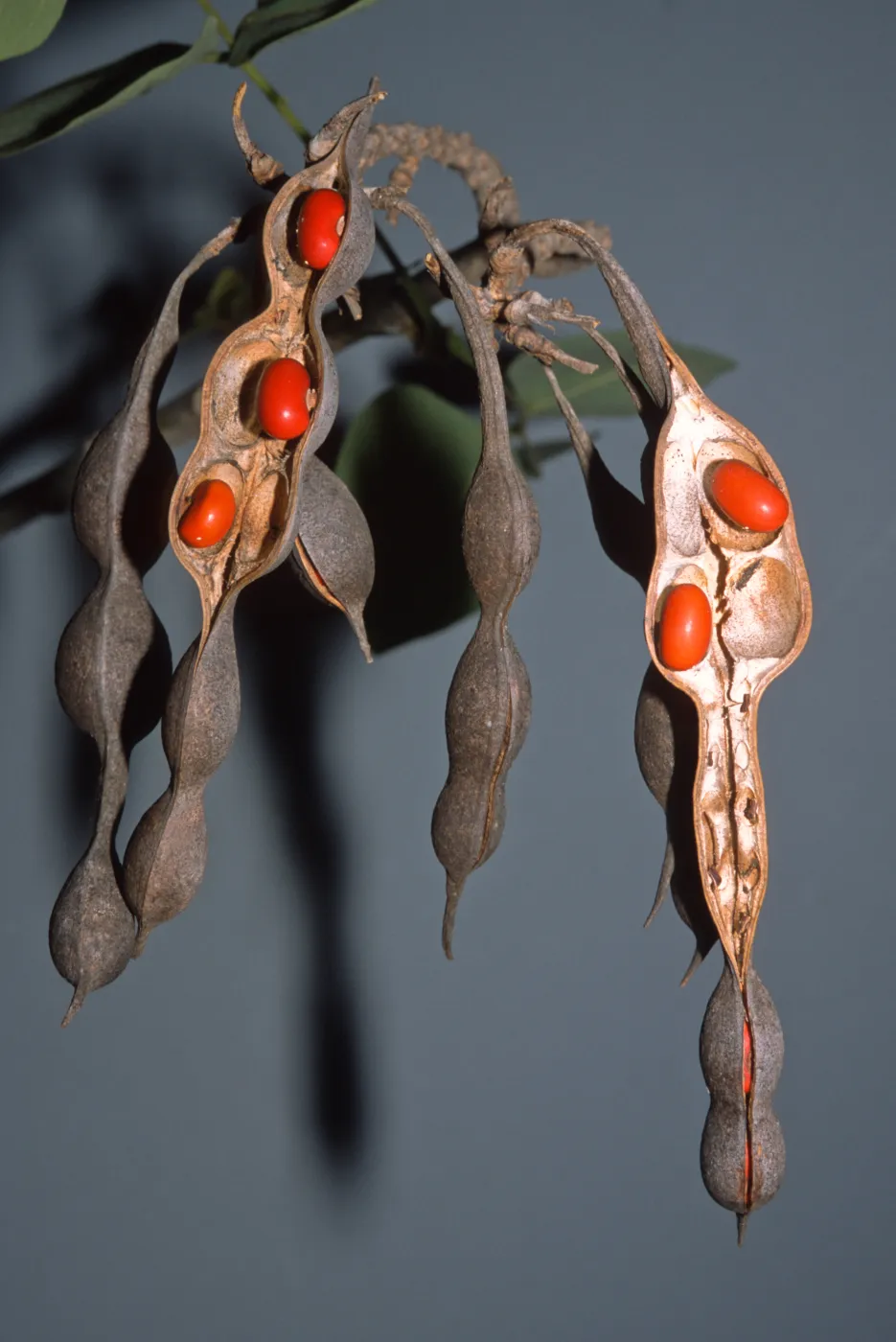 Erythrina coralloides