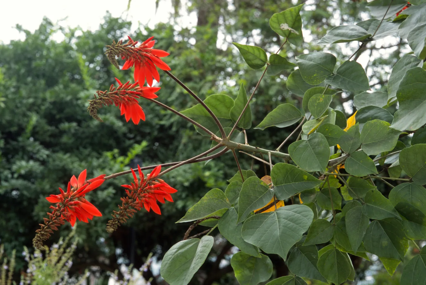 Erythrina humeana