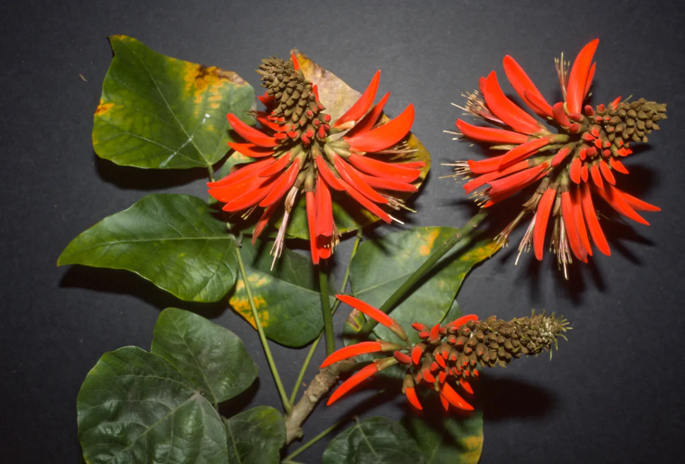Erythrina x sykesii