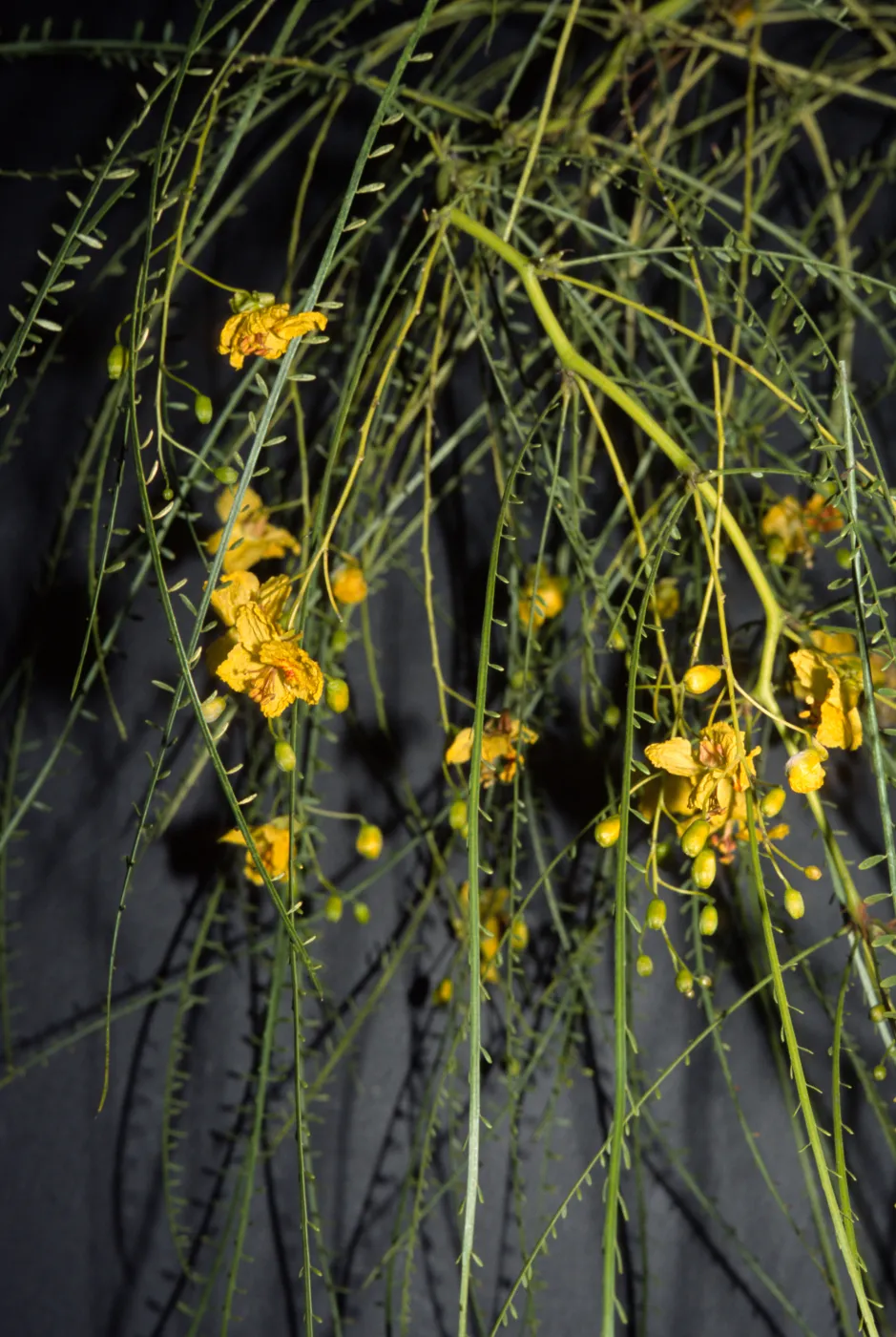 Parkinsonia aculeata