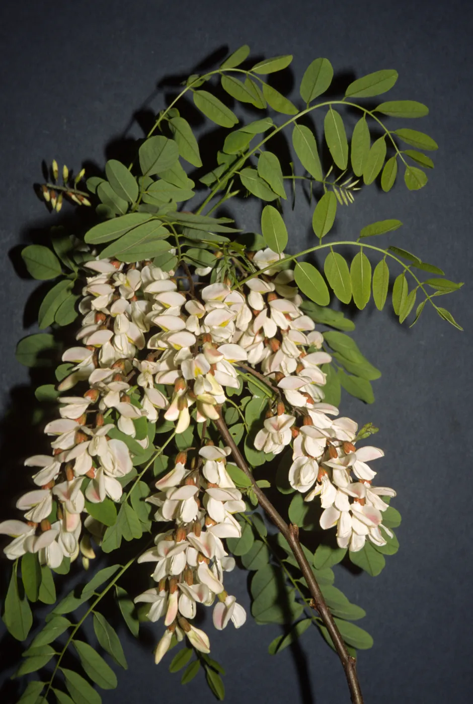 Robinia pseudoacacia