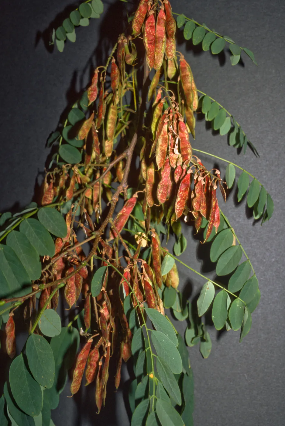 Robinia pseudoacacia