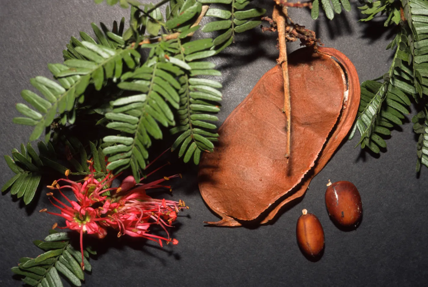 Schotia afra v. angustifolia