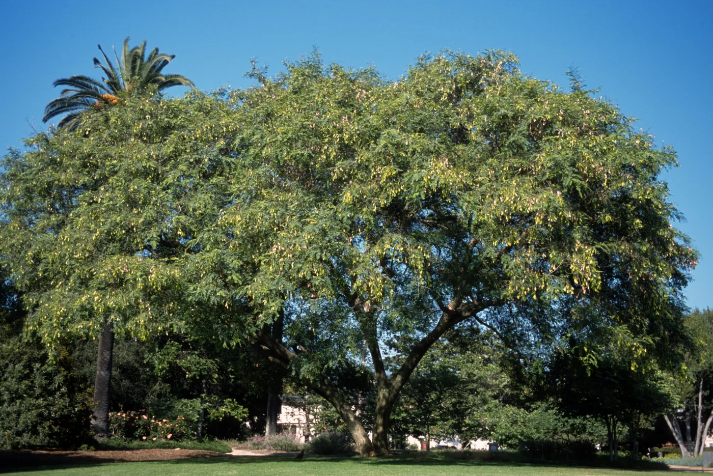 Tipuana tipu