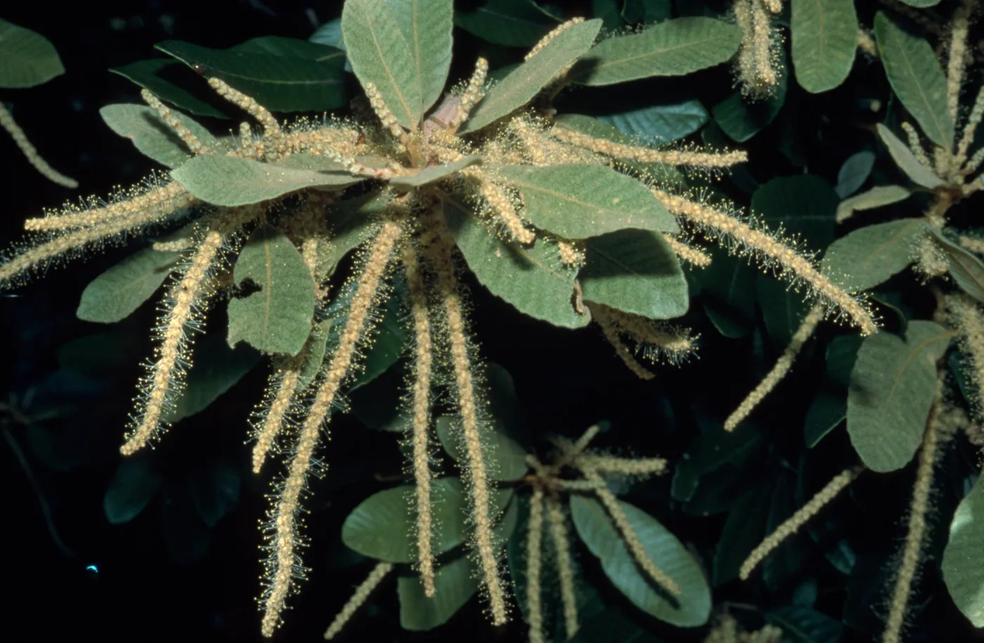 Lithocarpus densiflorus