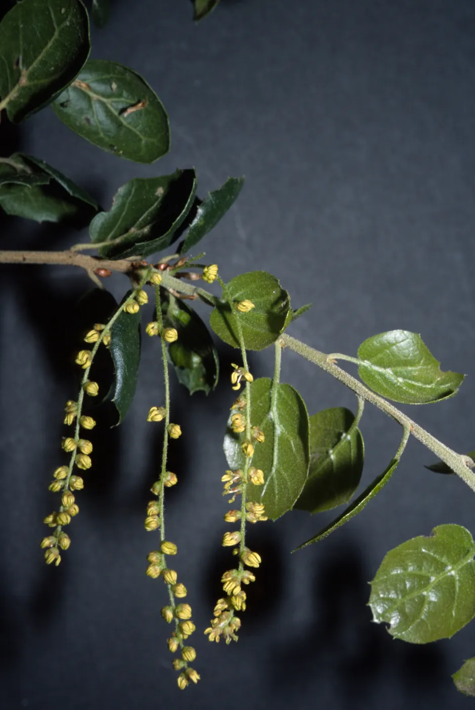 Quercus agrifolia (Coastal Live Oak)