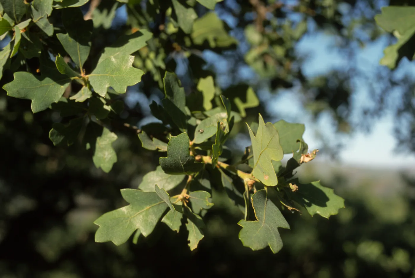 Quercus douglasii