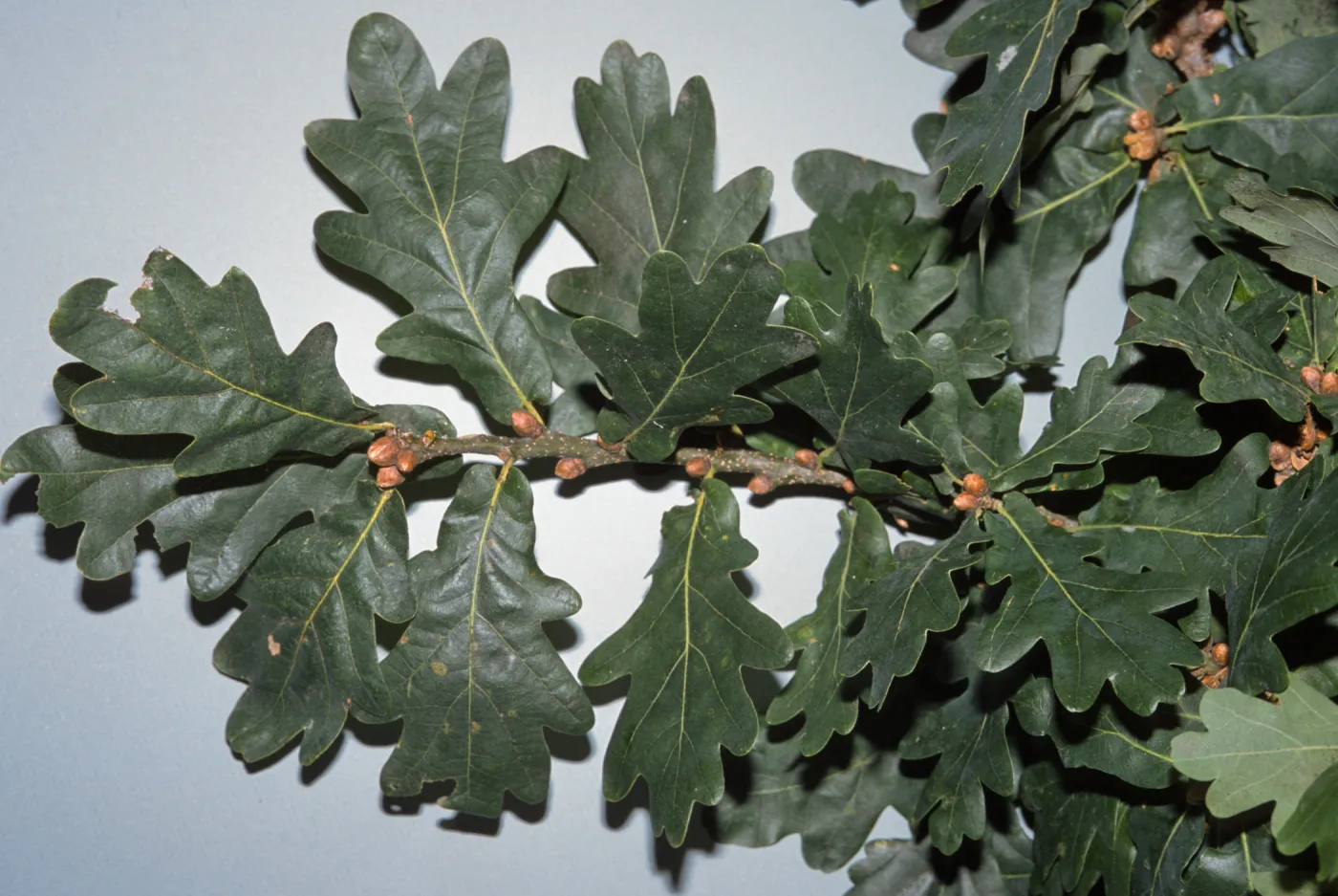 Quercus robur