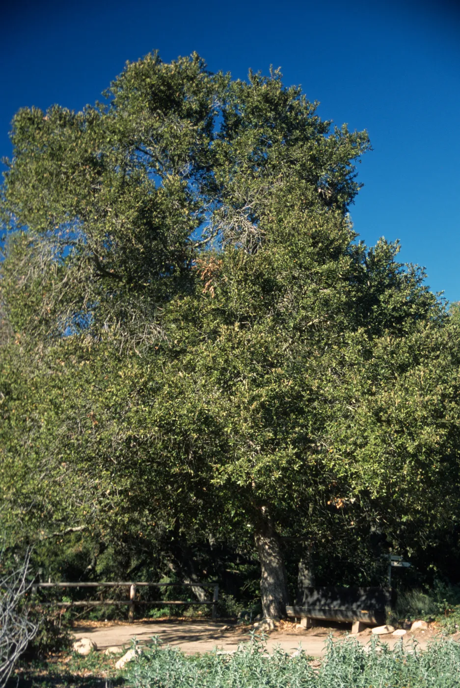 Quercus tomentella