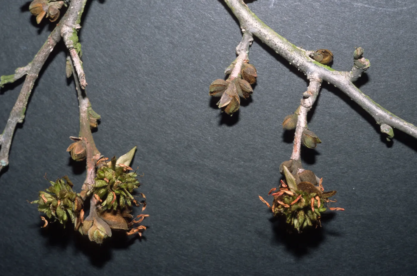 Parrotia persica