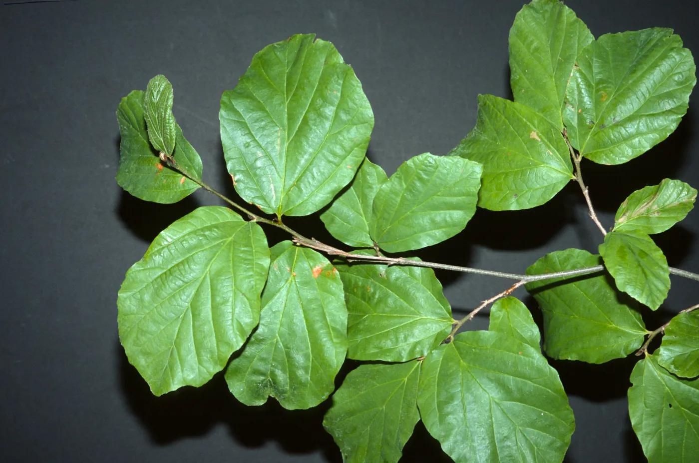 Parrotia persica