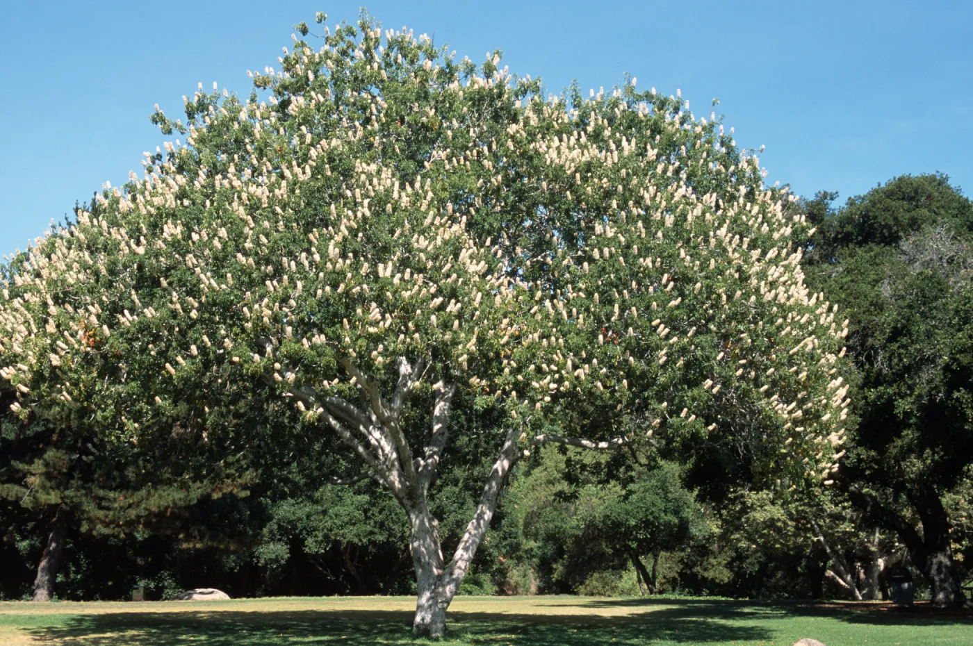 Aesculus californica