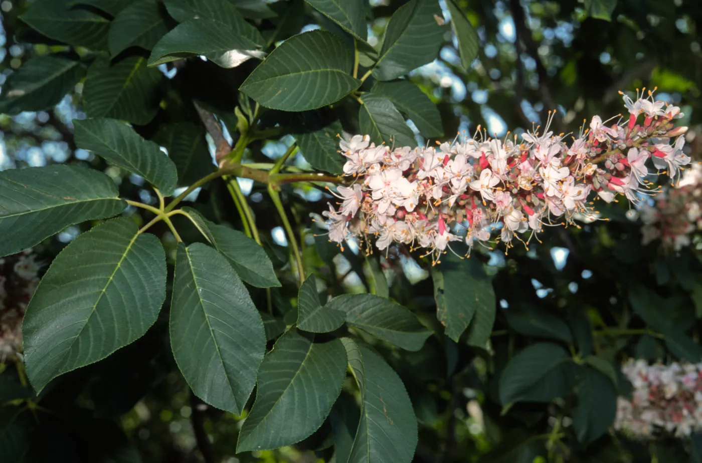 Aesculus californica