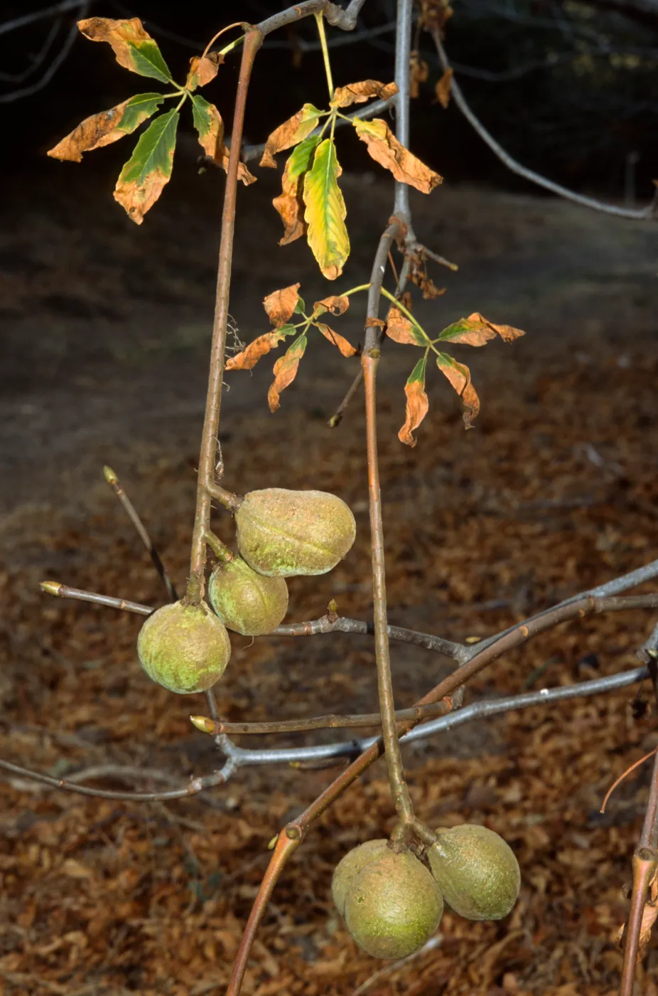 Aesculus californica
