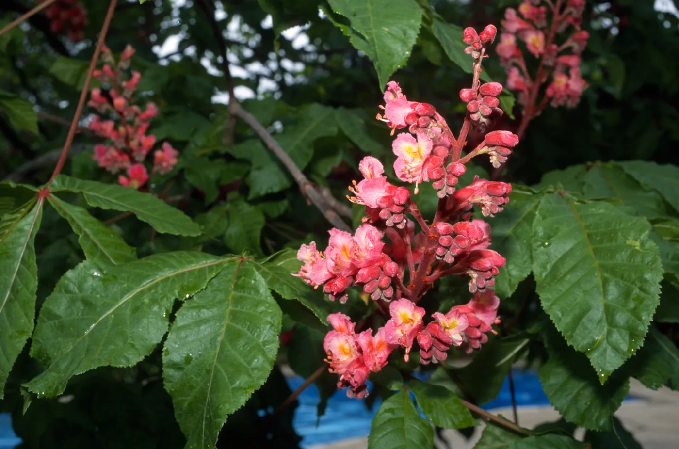 Aesculus x carnea