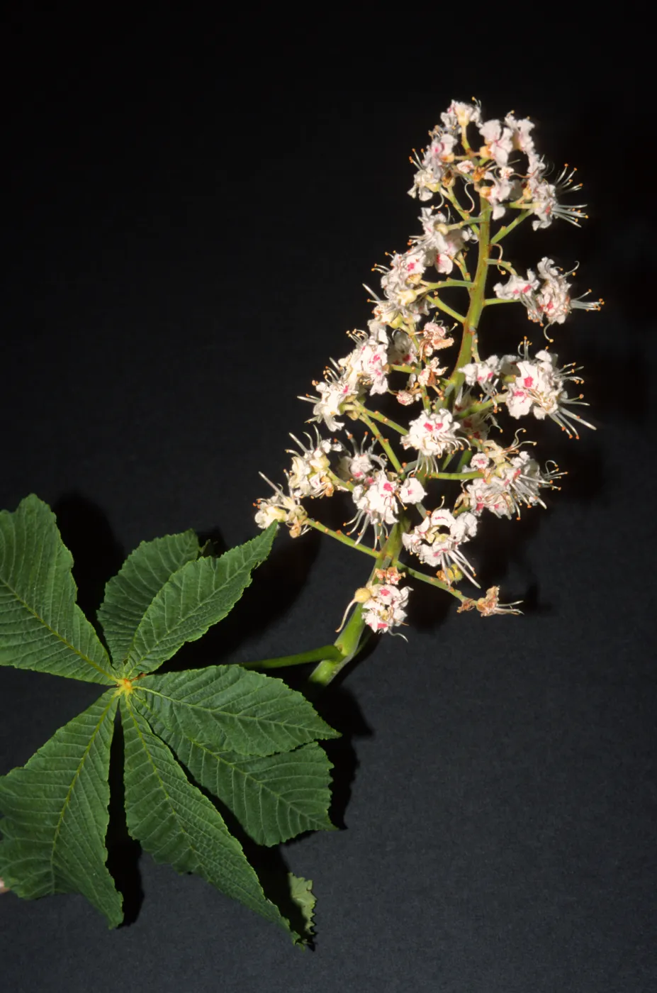 Aesculus hippocastanum