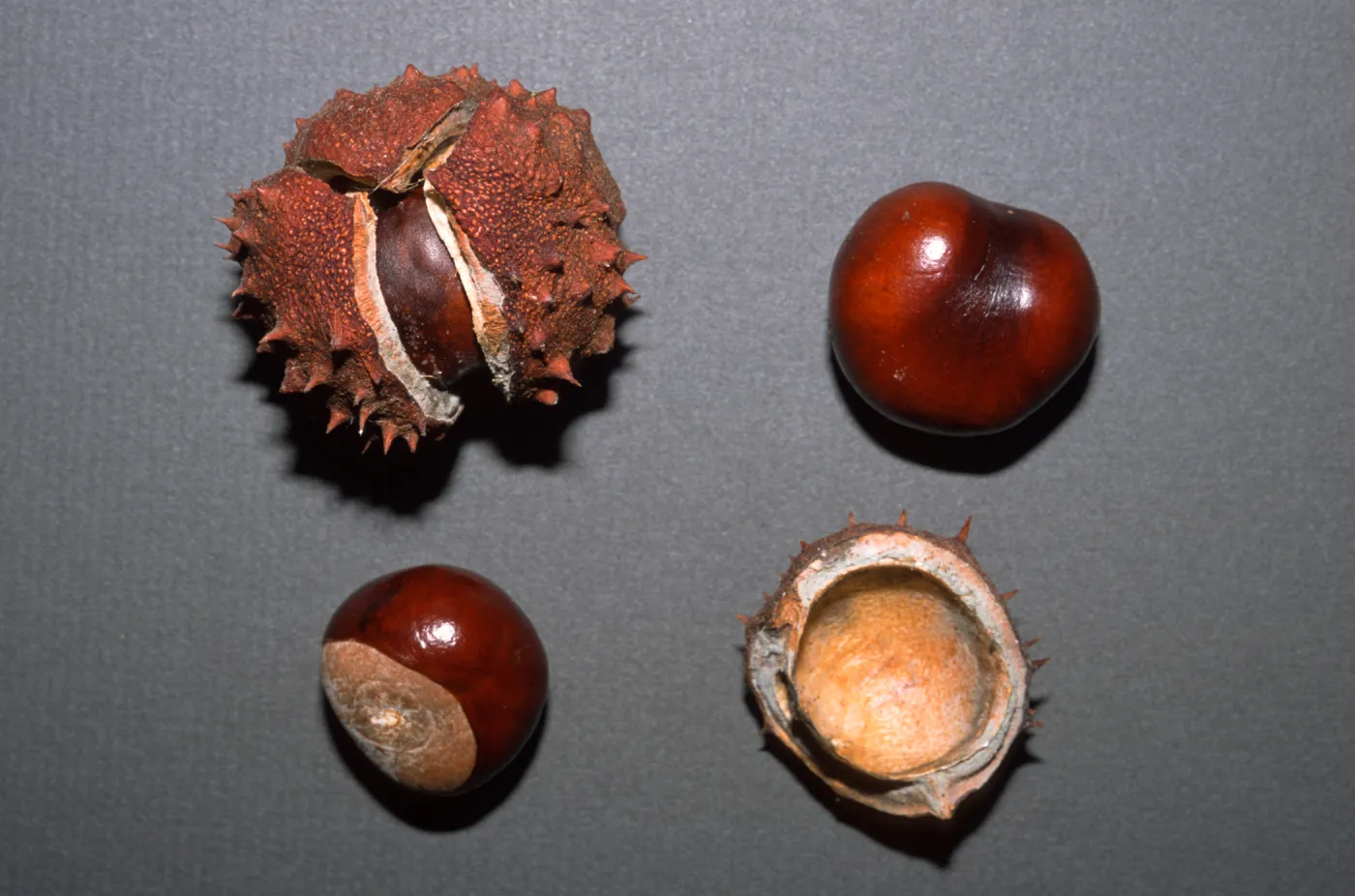 Aesculus hippocastanum
