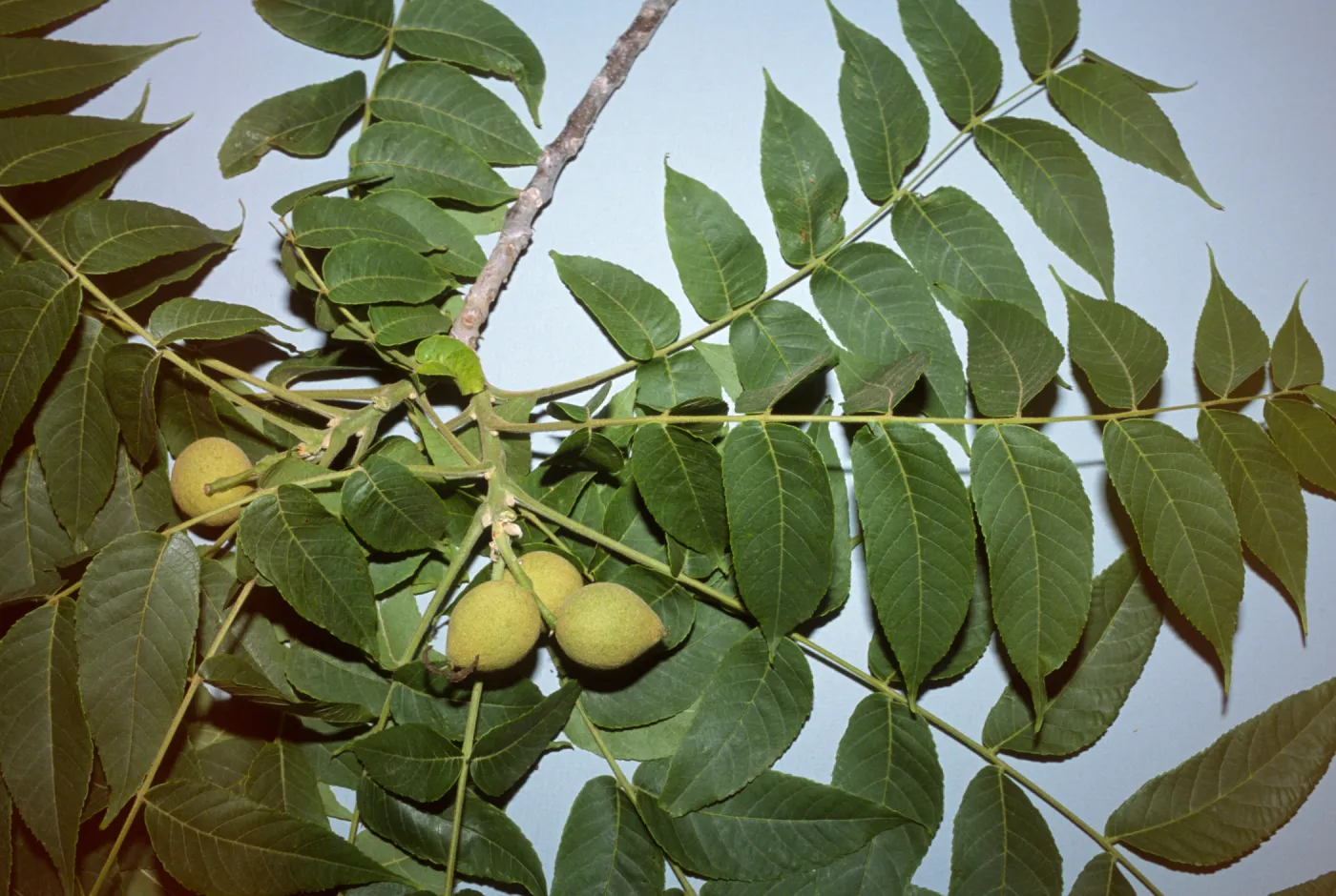 Juglans nigra