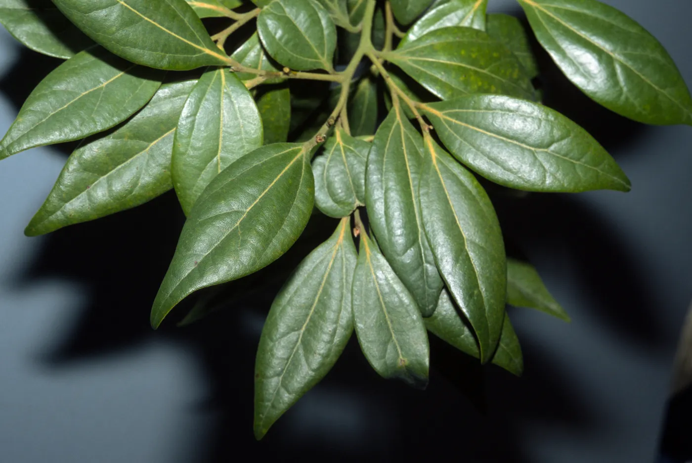 Cinnamomum japonicum