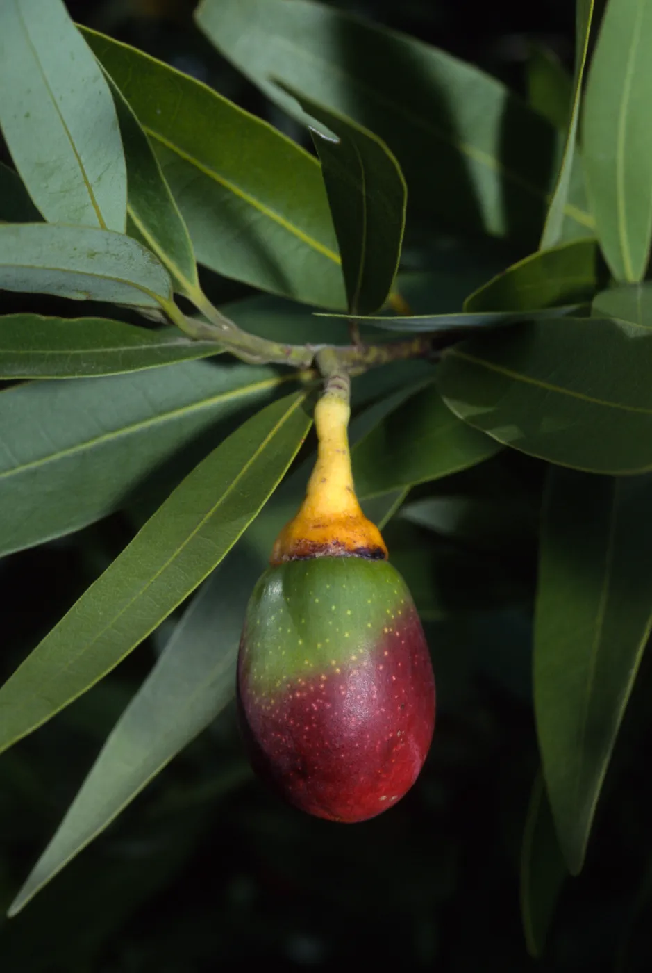 Umbellularia californica
