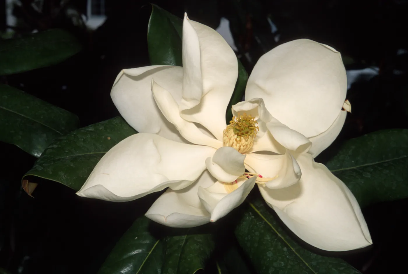 Magnolia grandiflora