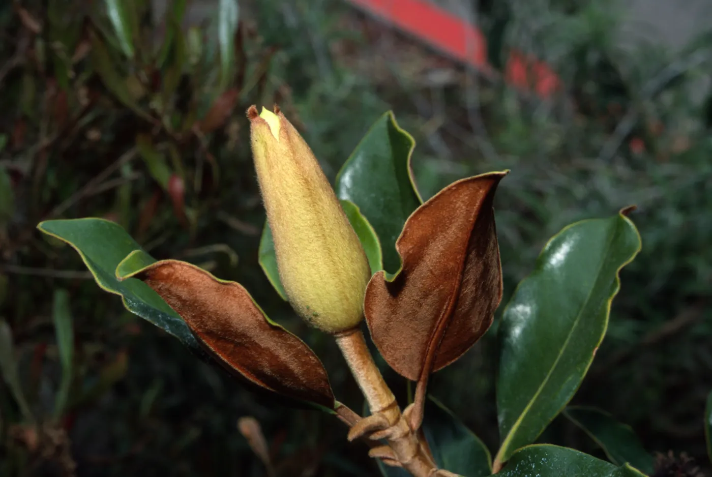 Magnolia grandiflora