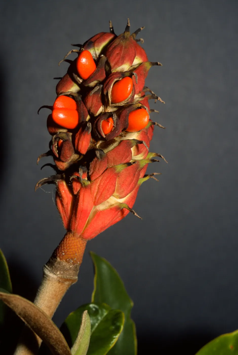 Magnolia grandiflora