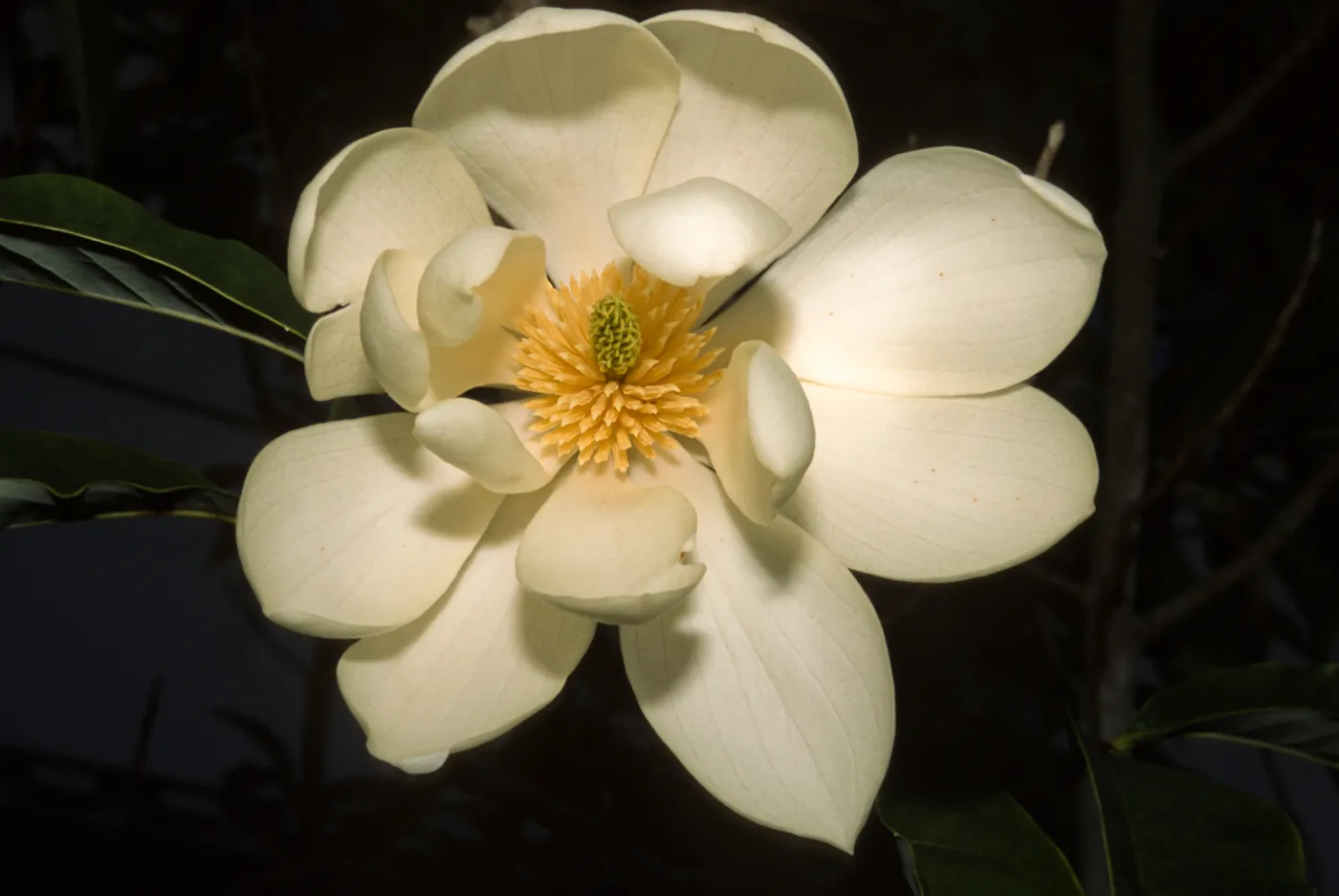 Michelia doltsopa