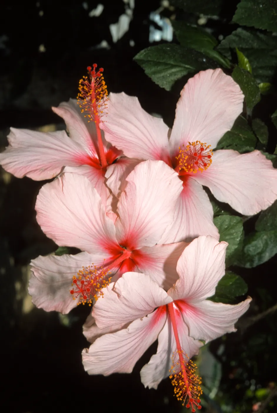 Hibiscus rosa-sinensis