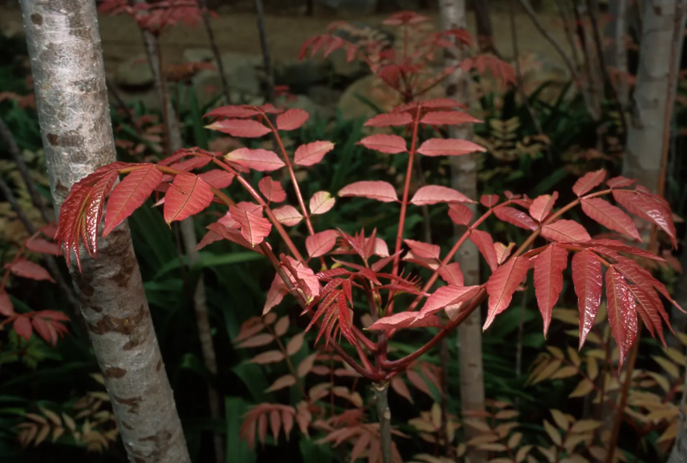 Toona sinensis aka Cedrela sinensis