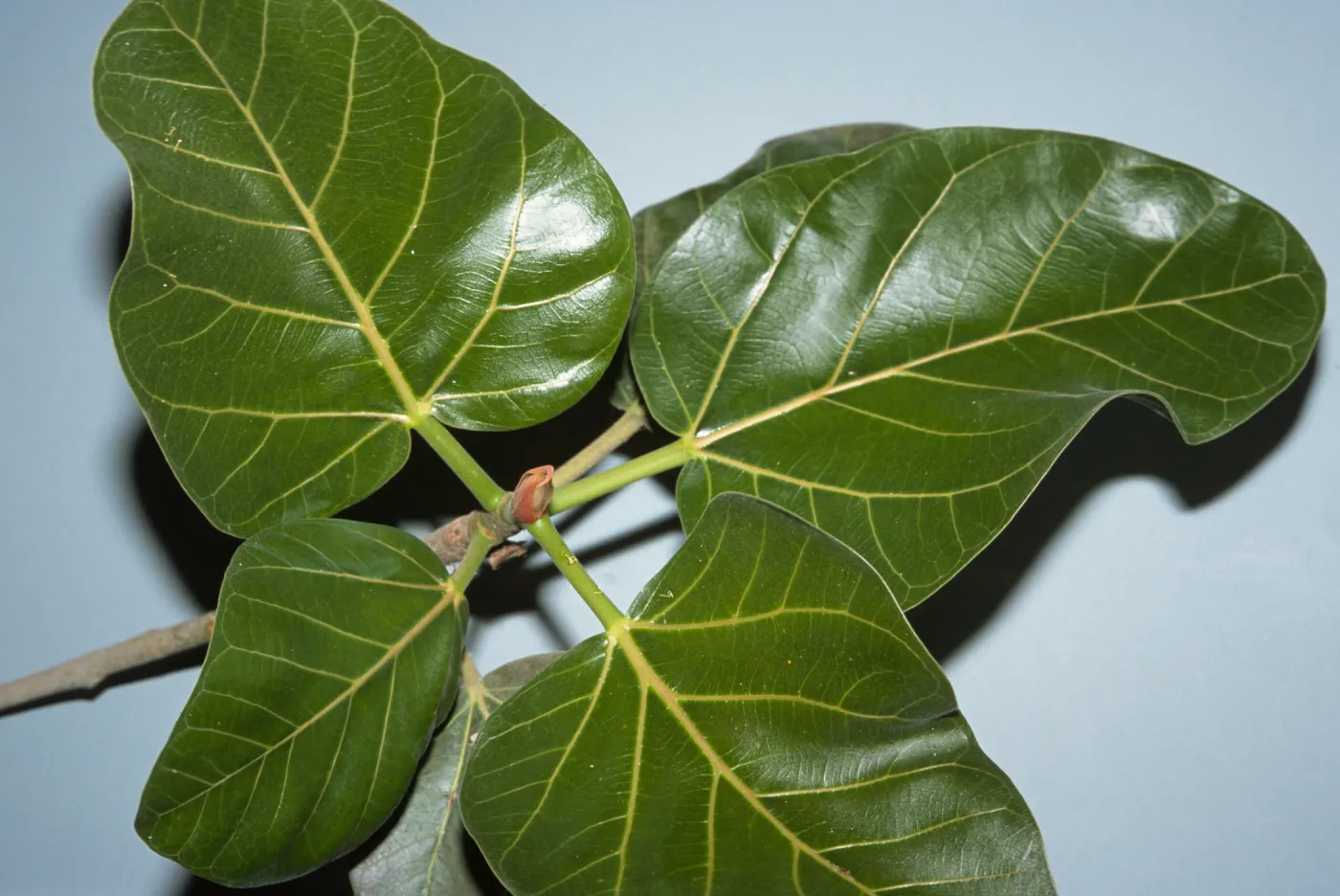 Ficus benghalensis