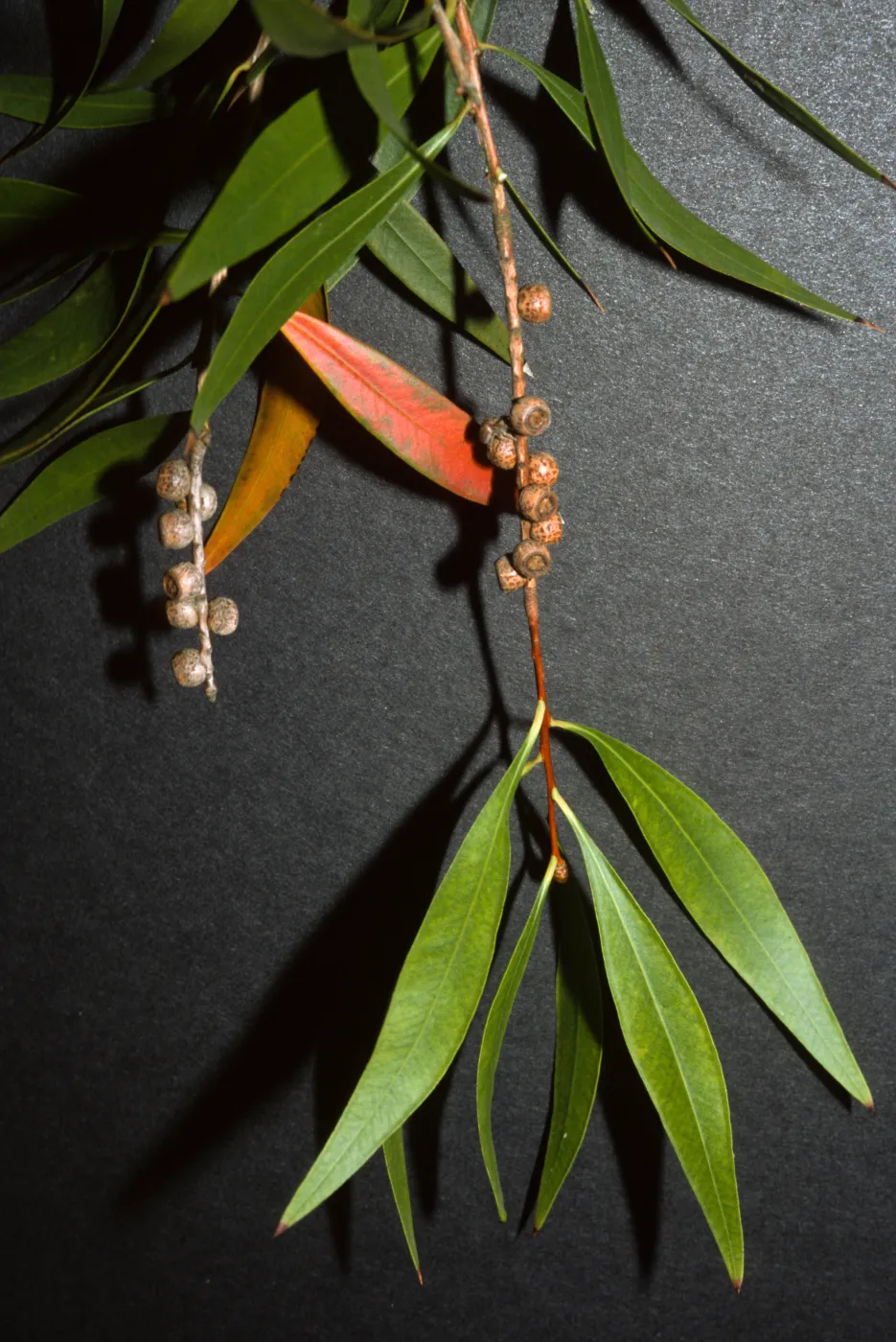 Callistemon salignus