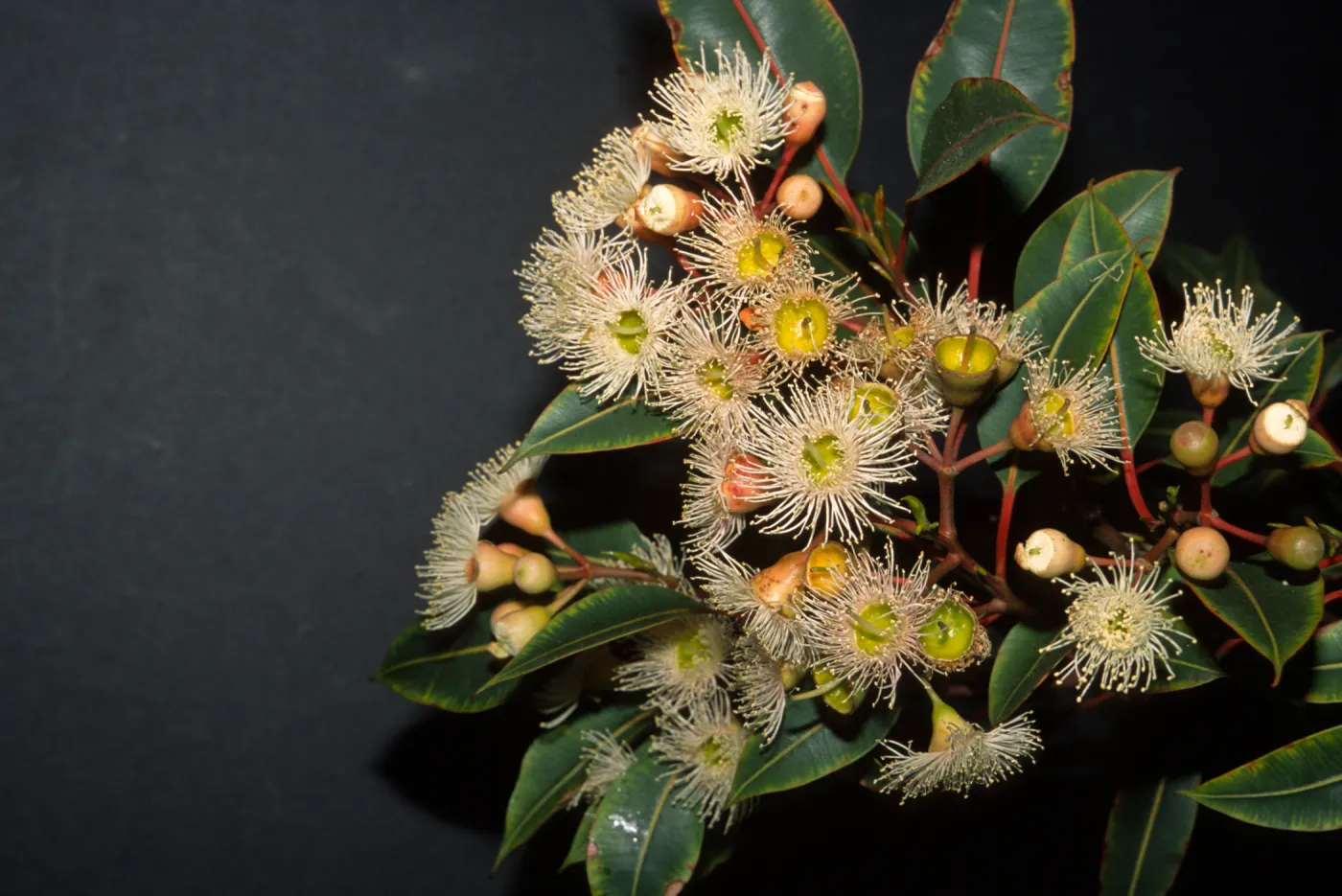 Corymbia calophylla, also called Eucalyptus calophylla