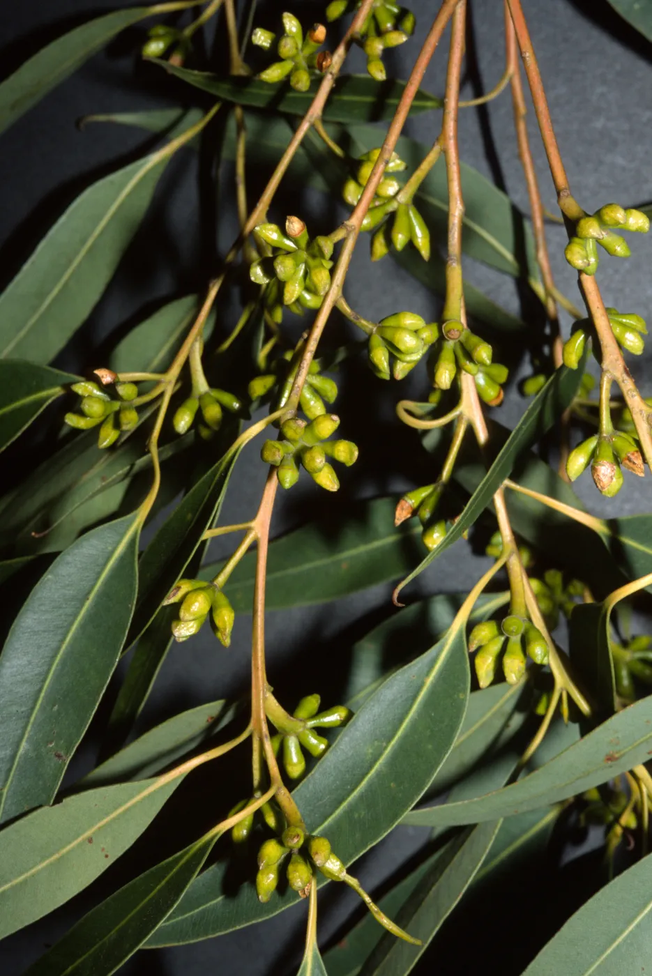 Eucalyptus botryoides