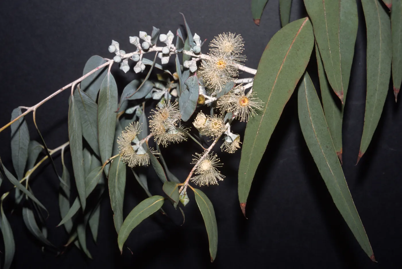 Eucalyptus cinerea