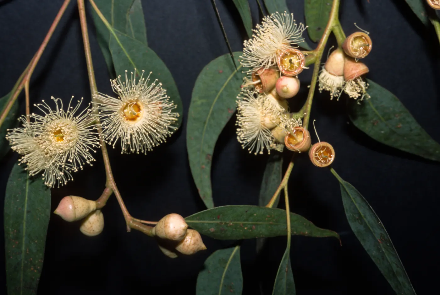 Eucalyptus cosmophylla