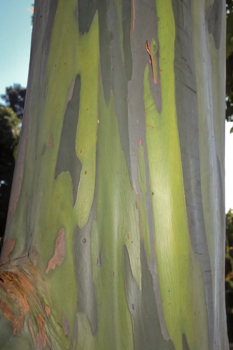 Eucalyptus deglupta