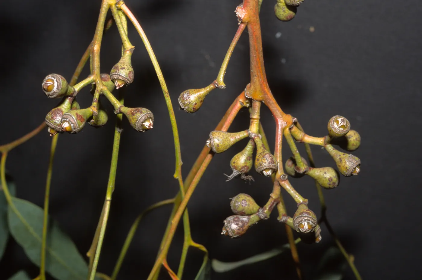 Eucalyptus fibrosa subs. fibrosa