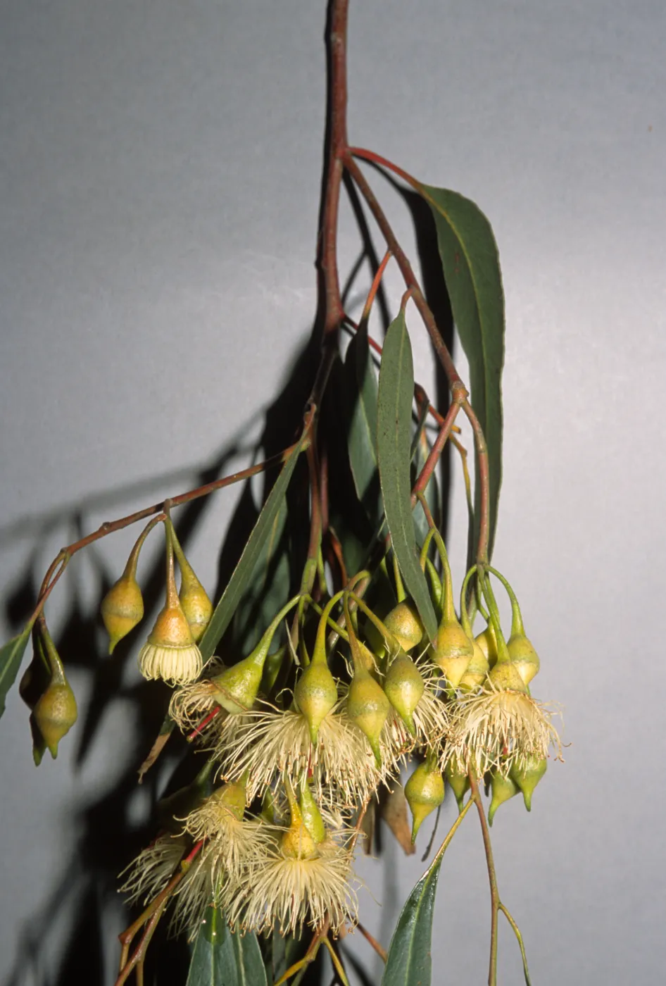 Eucalyptus leucoxylon 