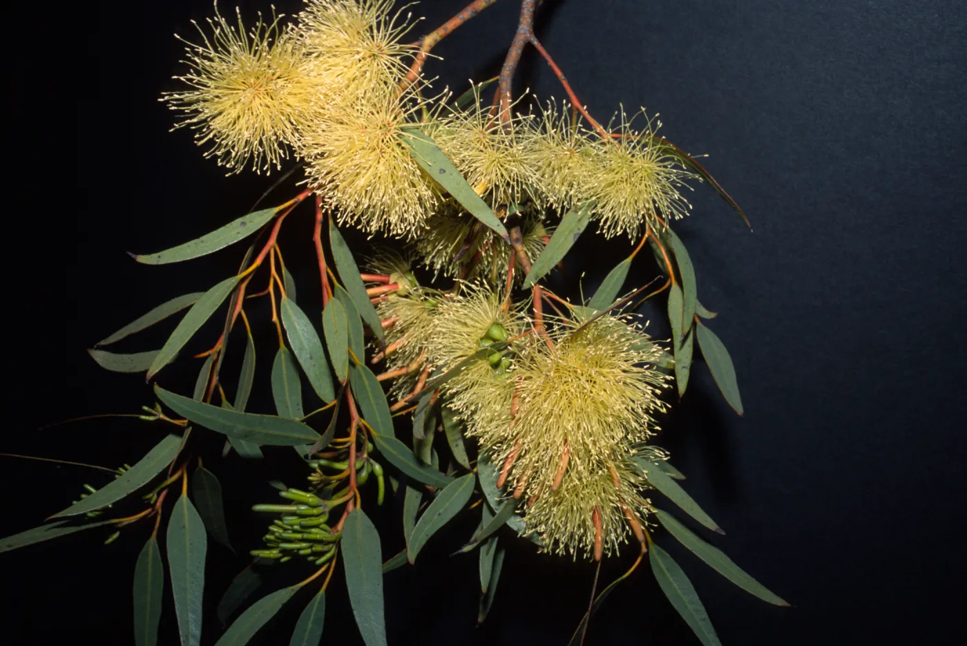 Eucalyptus macrandra